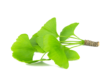 Feuille de Ginkgo Biloba extrait